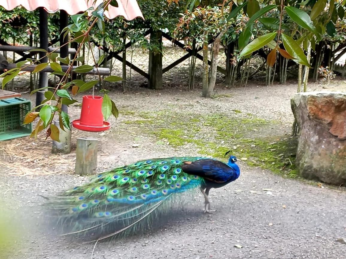 Готель Rancho Ecoturistico El Faro Ла-Меса Екстер'єр фото